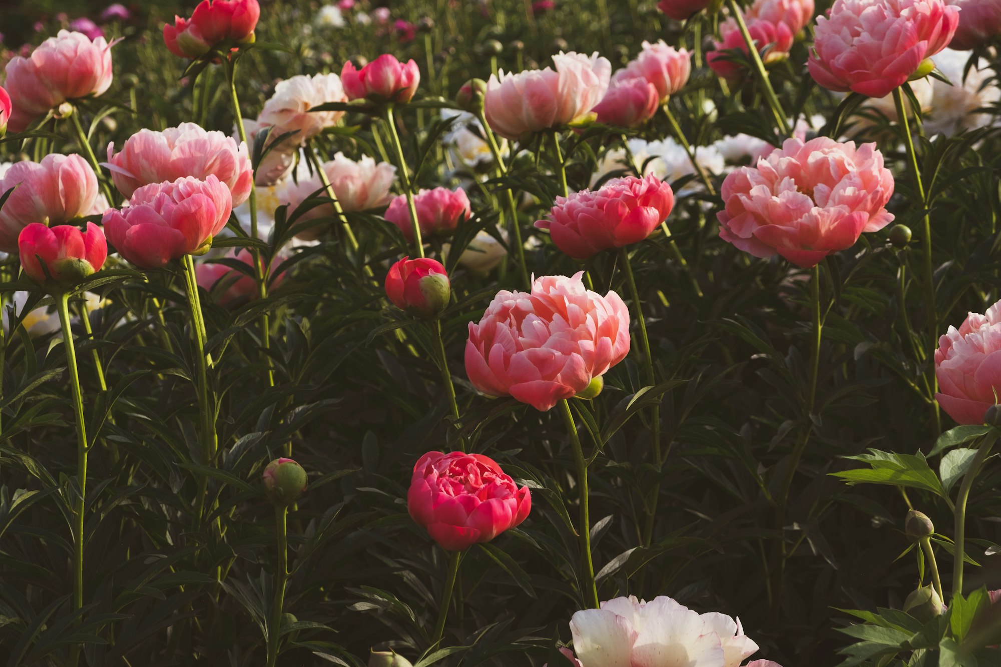 Peony flowers blooming in the garden.